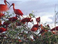 2001 : 'Les brigades de la jungle', Guyane française